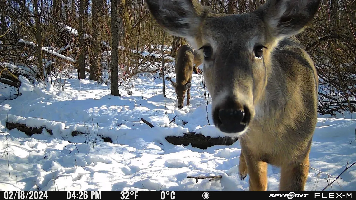 Spypoint Flex-M Wireless Trail Camera detail view