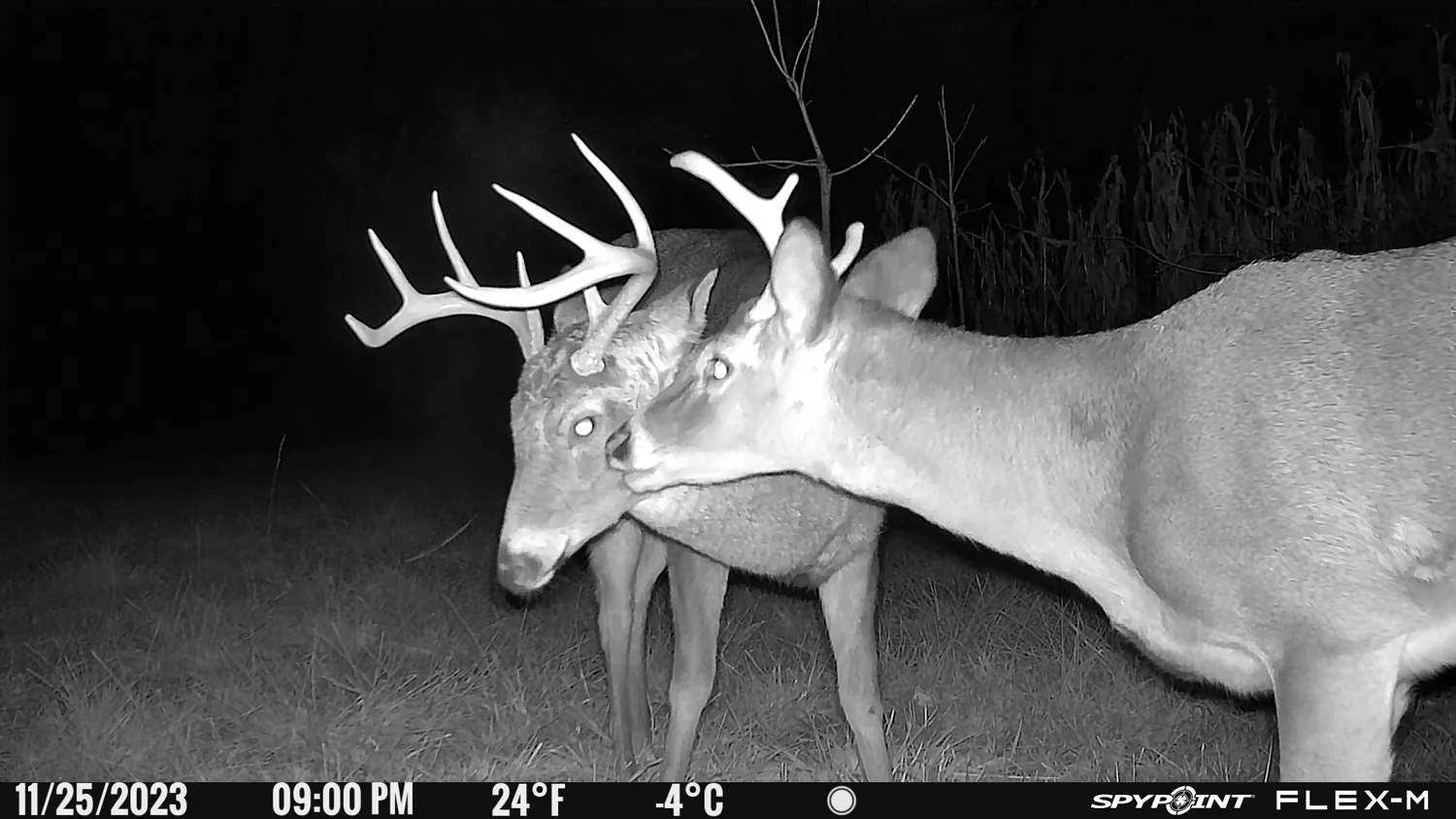 Spypoint Flex-M Wireless Trail Camera mounted in use