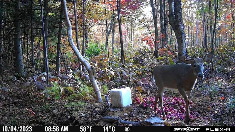 Example photo captured by the Spypoint Flex-M trail camera
