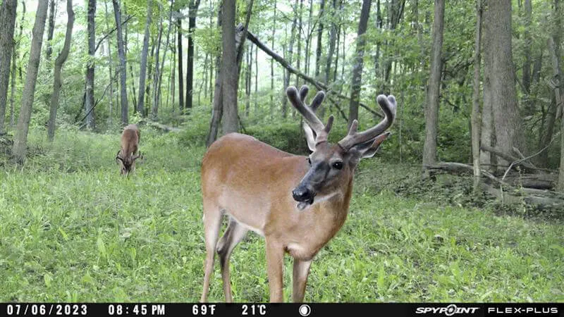 Spypoint Flex-Plus Wireless Trail Camera sample