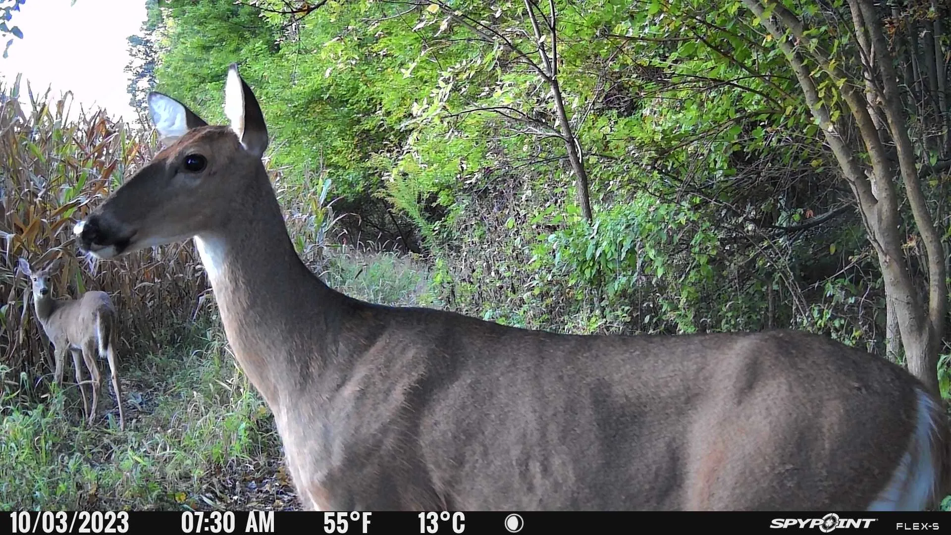 Spypoint Flex-S Wireless Trail Camera sample