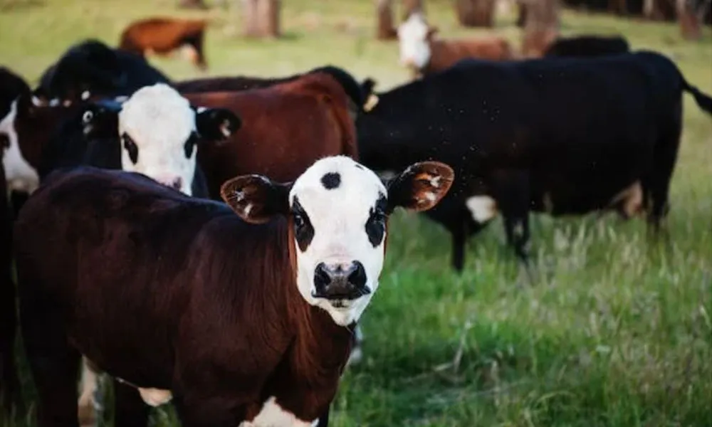 Autumn Weanling Management: Top Tips For The Weeks Ahead