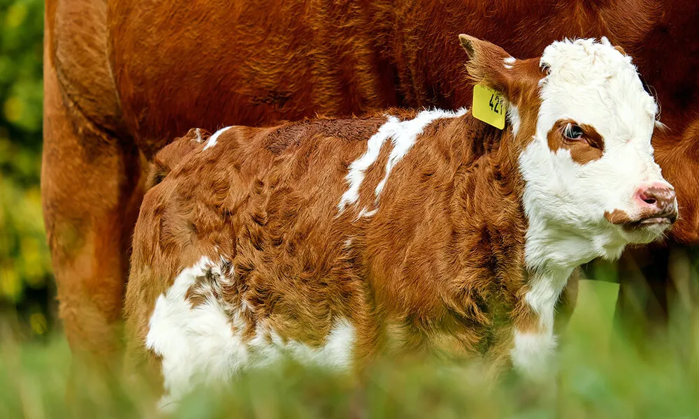 Calving Season: Key Health and Safety Tips 