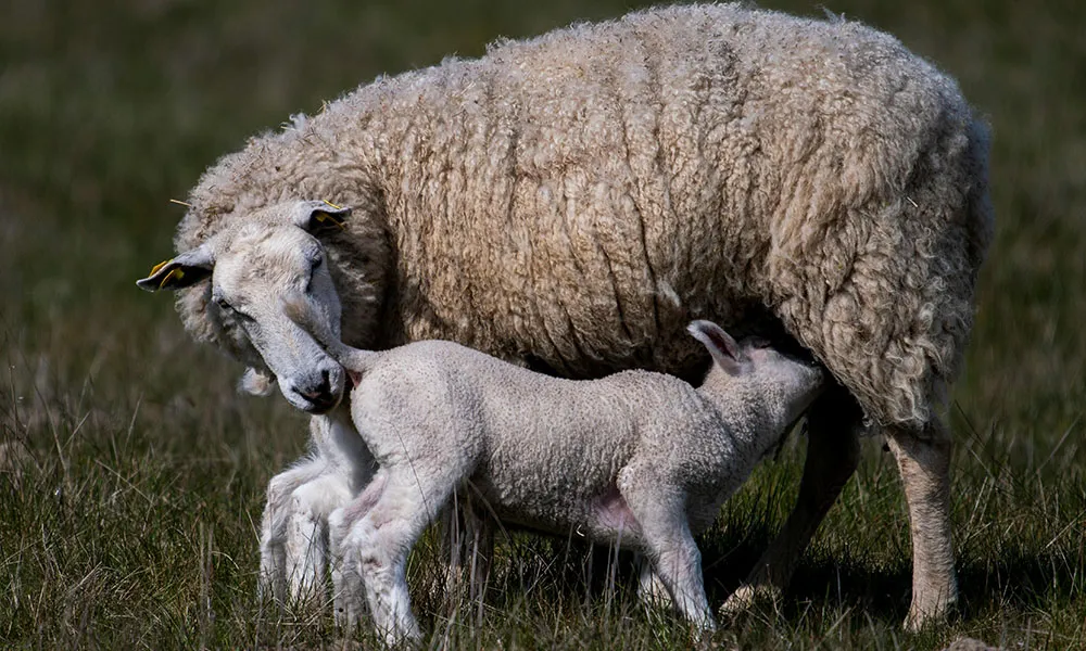 Lambing: when and how to intervene