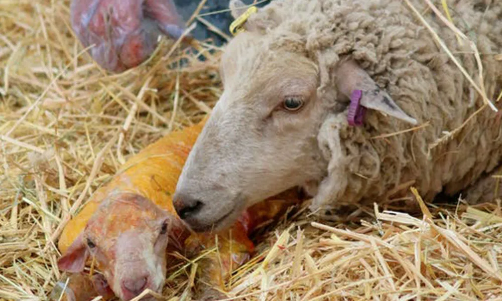 Early Lambing: Top Tips for a Successful Season