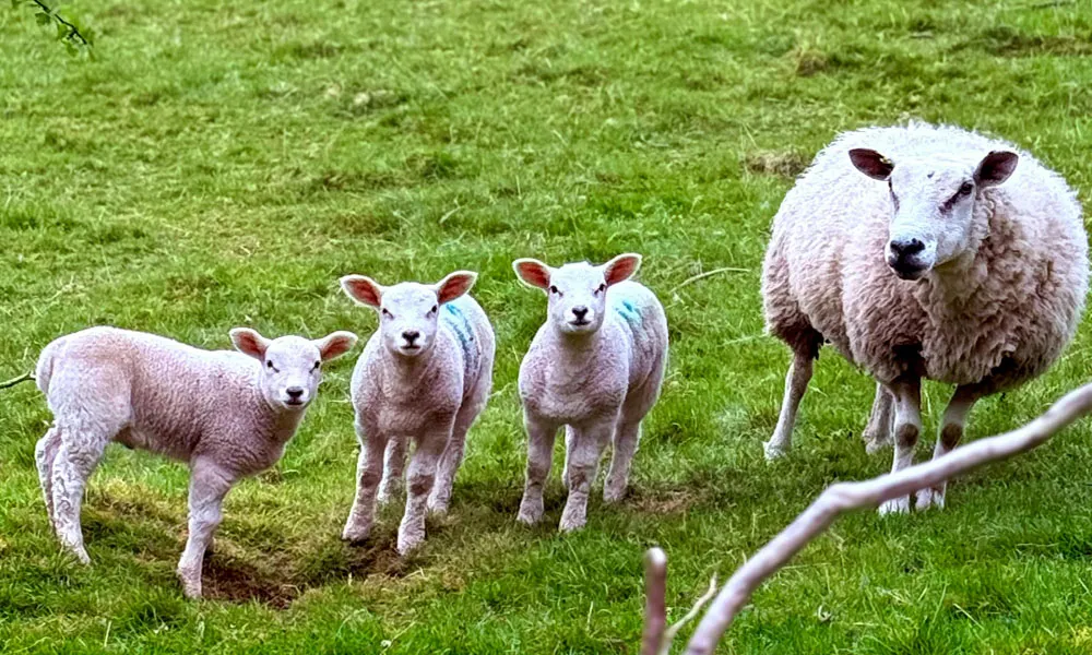 Lambing Season – Prepare for Success!
