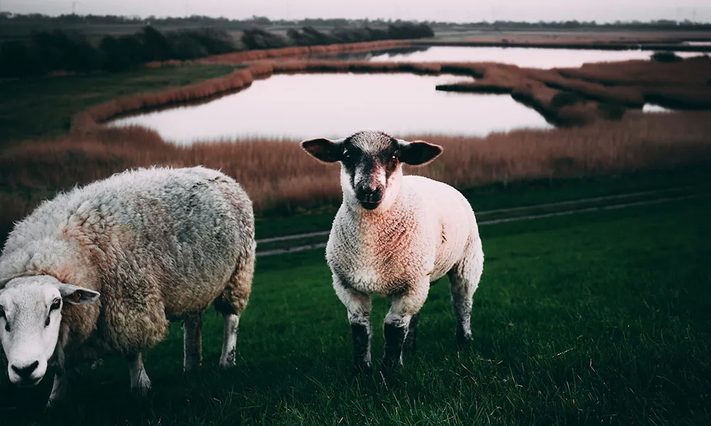 Wet and Warm Autumn Raises Parasite Threat