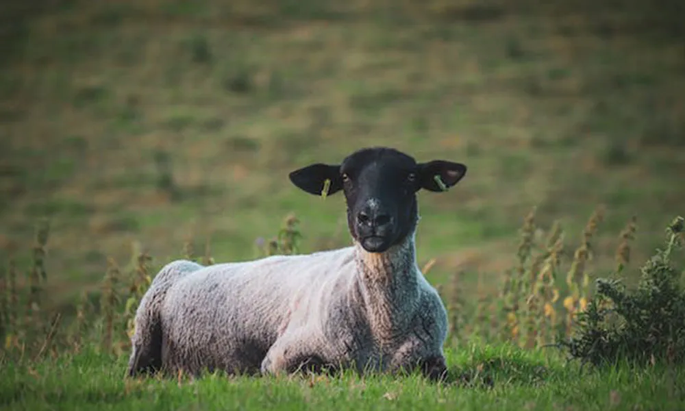 Sheep Breeding Plans: 3 Great Terminal Breeds 