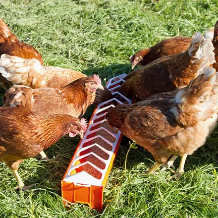 Poultry Plastic Feeder Trough